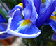 iris.bmp